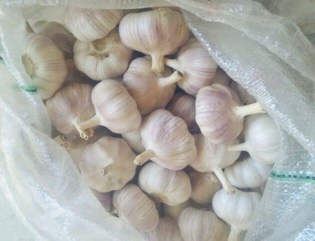 邳州市红皮蒜 苏北大蒜产区红皮大蒜