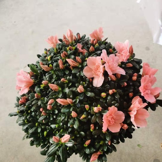 漳平市精品樱桃红杜鹃花盆栽带花苞四季开花不断基地一手货源诚信经营