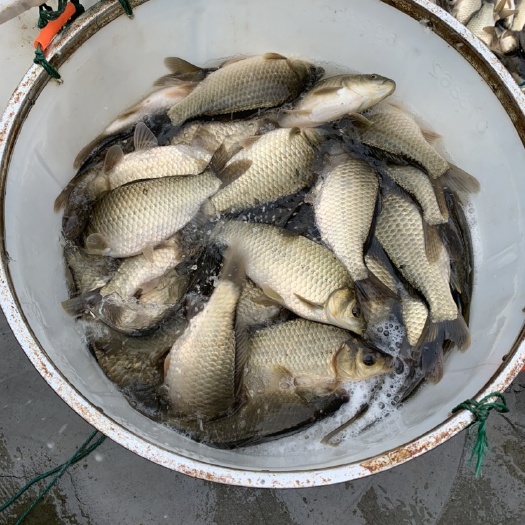 诸暨市湘云鲫  香鲫！！！出售！品相好！！！皮毛OK！！！