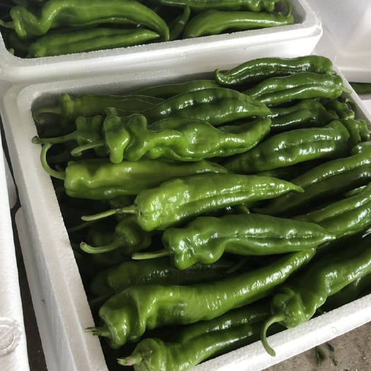 滦南县精品牛角椒(尖椒)