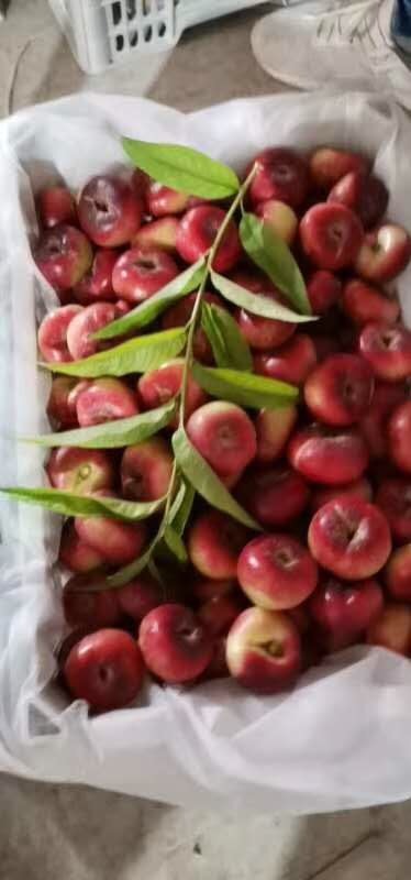 大荔县陕西精品纽扣油蟠桃大量上市，基地直供