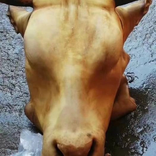 阳信县火烧毛全熟牛头肉