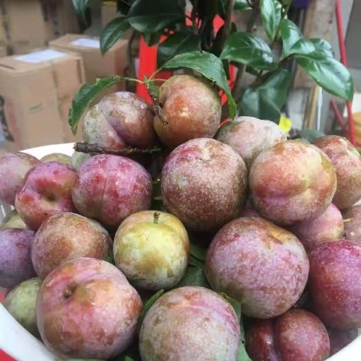 广州三华李 新鲜大果