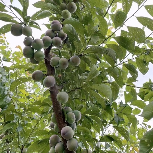 自贡五月脆李 五月脆6月大量上市