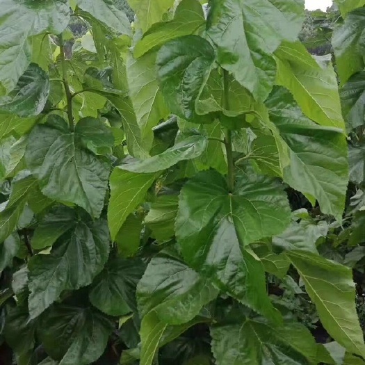 环江县强桑1号桑树苗  强桑1号