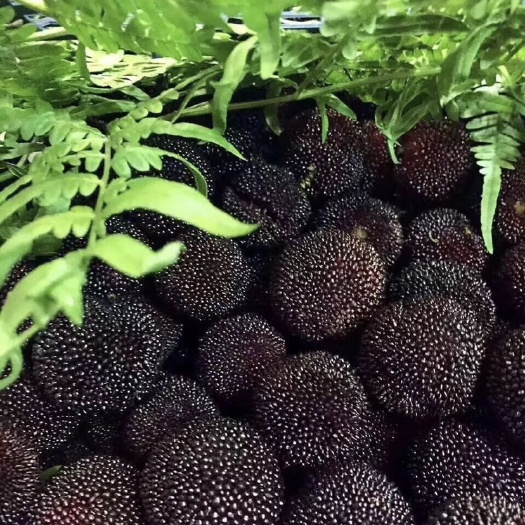 宜兴市荸荠杨梅