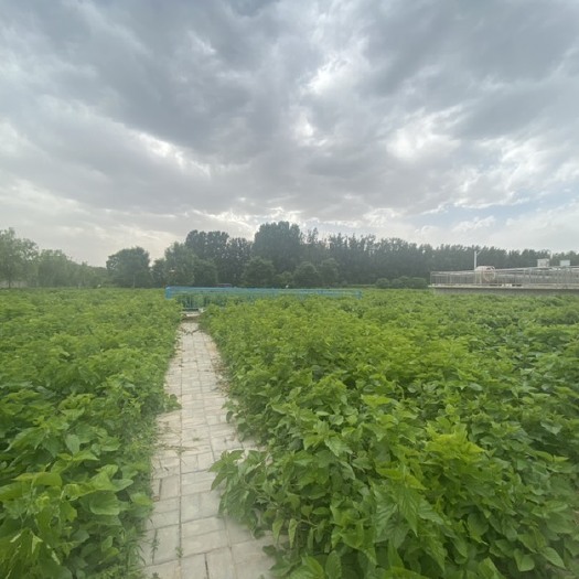 石家庄青贮蛋白桑 蛋白桑青储，桑叶