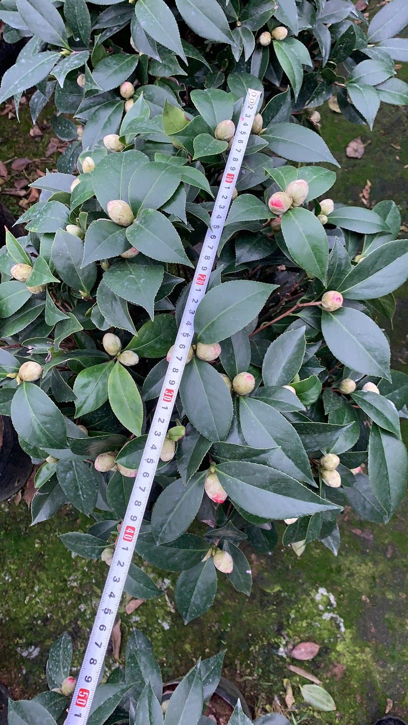 茶花盆栽带花苞五色赤丹赤丹香妃科瑞莫十八学士茶花基地一手货源