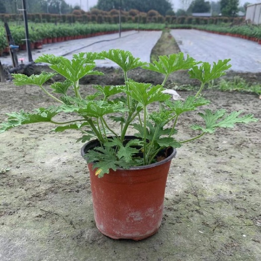  驱蚊草