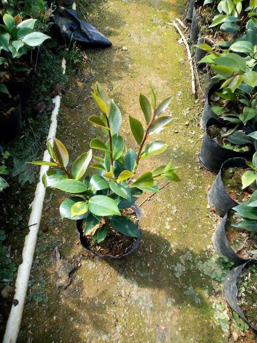 茶花盆栽带花苞五色赤丹赤丹香妃科瑞莫十八学士茶花基地一手货源