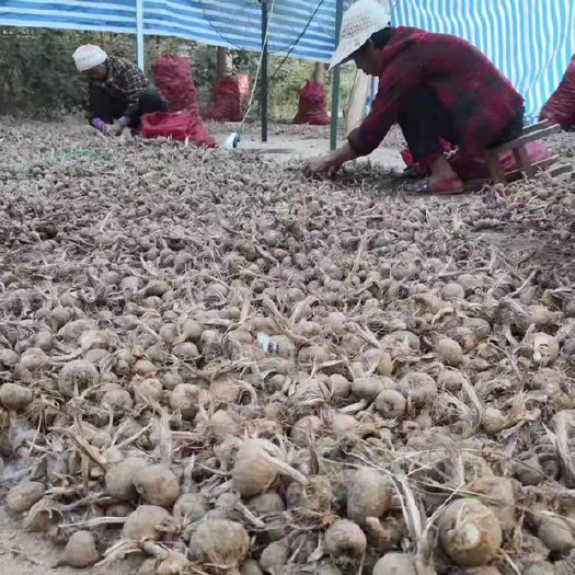 亳州藏红花种球