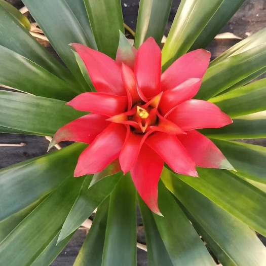 漳平市丹尼斯盆栽  鸿运当头（丹尼斯）盆栽花卉植物室内四季开花凤梨基地一手批发