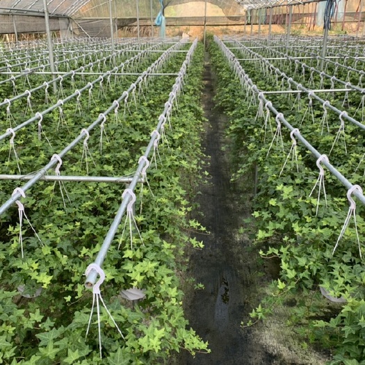 漳平市常春藤盆栽植物四季常青基地一手货源诚信经营质量保证货源充足