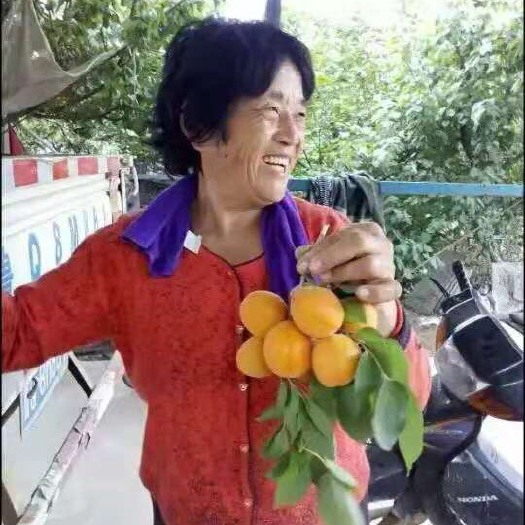 莒南县金太阳大杏