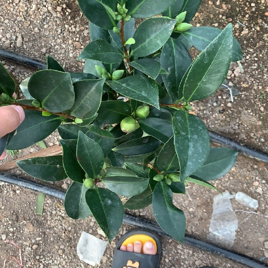 漳平市七芯茶花  四季茶花开花不断夏日七心夏梦文清衍平茶花盆栽室内阳台庭院花卉