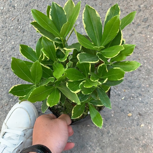 金边瑞香浓香型花苗盆栽耐寒植物盆景花卉冬季开花室内阳台年宵花