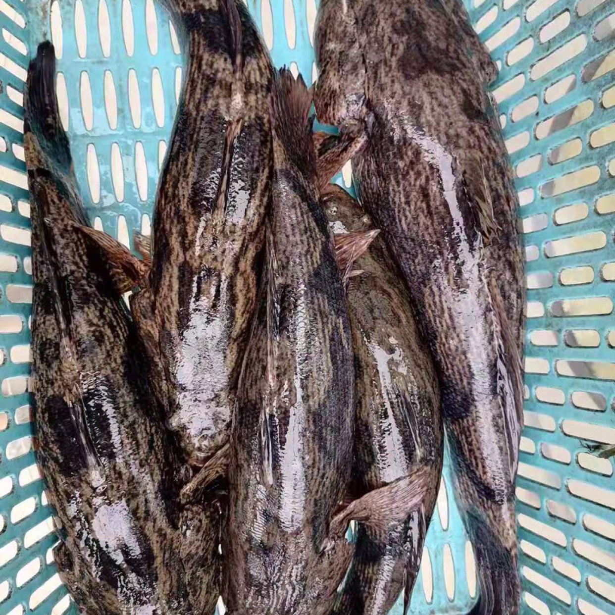 海南笋壳鱼图片