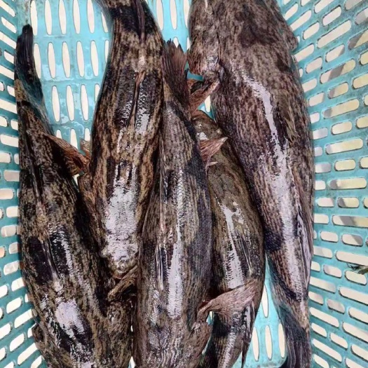 屯昌县 生猛笋壳鱼