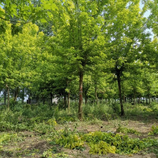 砀山县金叶复叶槭