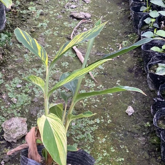 成都花叶良姜盆栽 花叶良姜