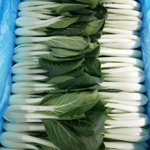 曹县毛白菜  黑叶白  山东菏泽曹县蔬菜基地精品黑叶白
