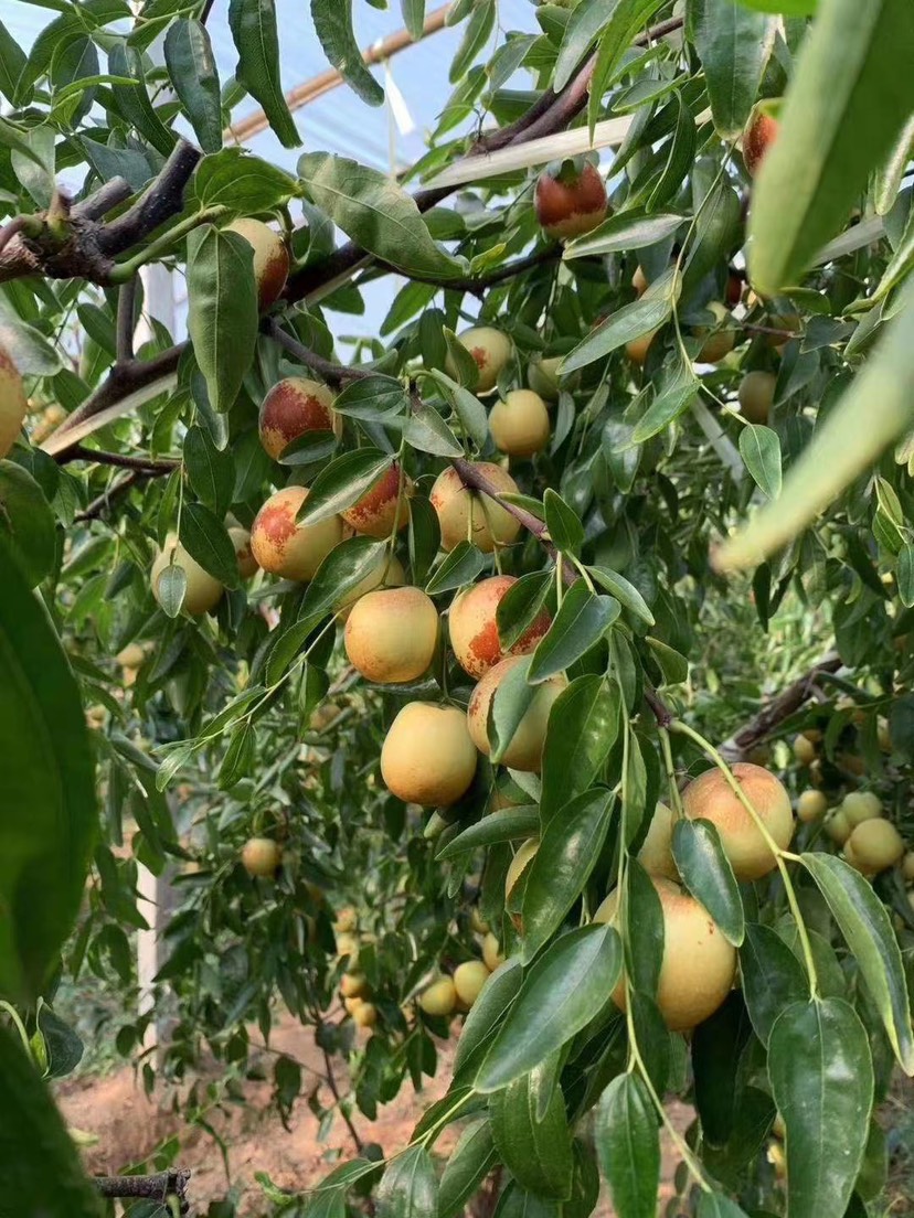 大荔冬枣