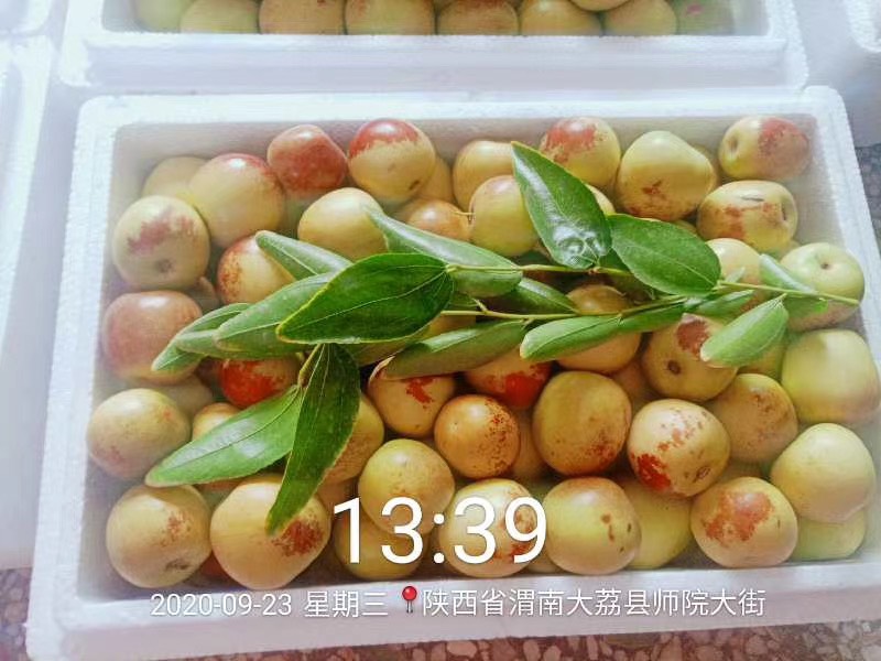 大荔冬枣