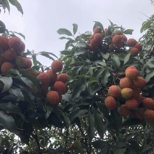 灵山县白糖罂荔枝 皮厚肉脆核小