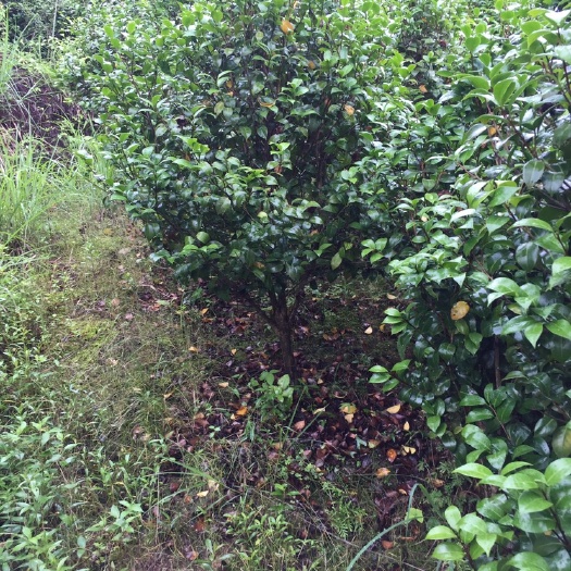 新昌县茶花 精品茶花苗 绿化工程苗