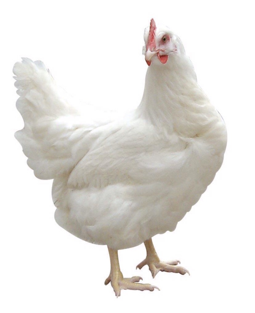 海兰灰鸡苗,专门产蛋鸡,价格优惠,欢迎订购