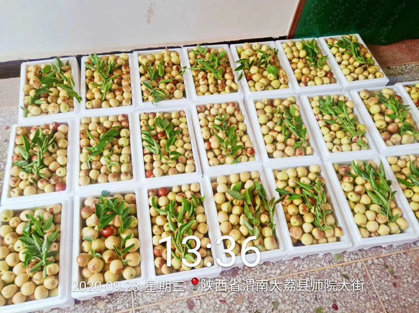 大荔冬枣
