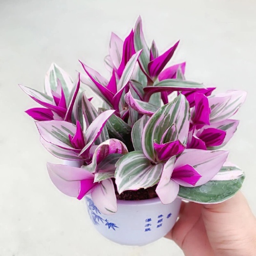 阳西县油画婚礼吊兰  婚礼油画 油画吊兰 绿植盆栽