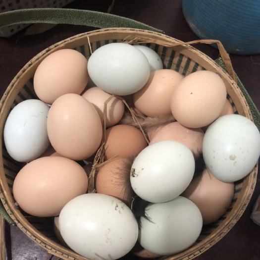 成都 自家山上果园散养土鸡蛋，纯粮食喂养
