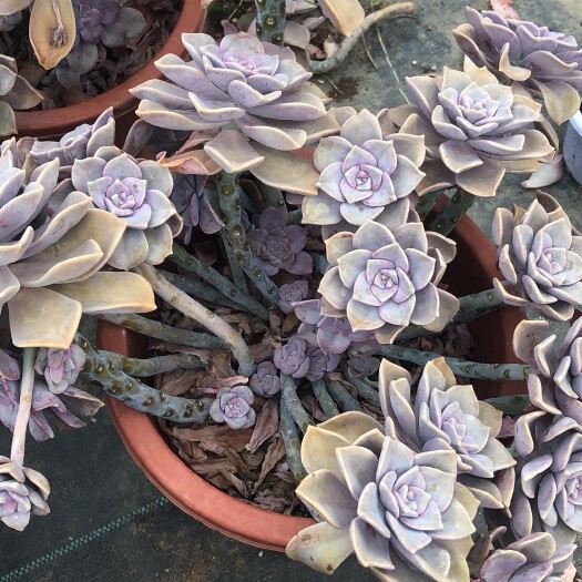 昆明紫乐  多肉植物批发零售