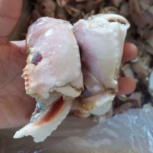 面包蟹  元宝蟹钳，虎纹蟹钳