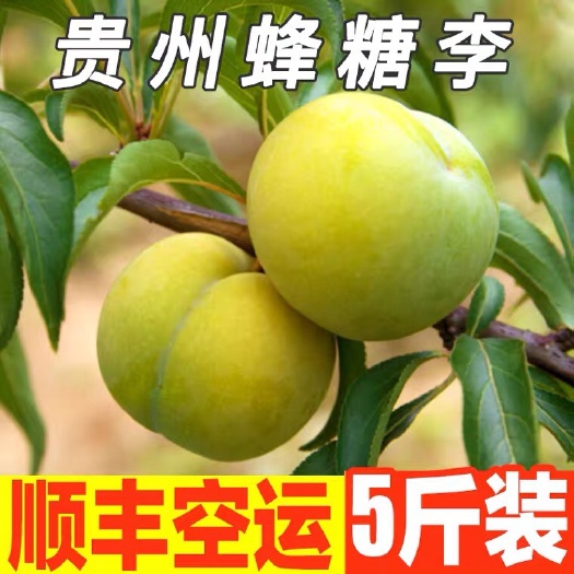 成都蜂糖李 贵州六马峰糖李5斤2斤大果安顺镇宁特产水果李子彩箱礼盒一件代