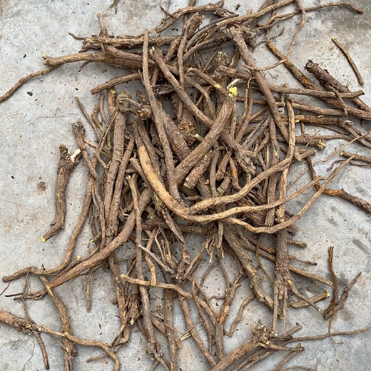 闻喜县 黄芩