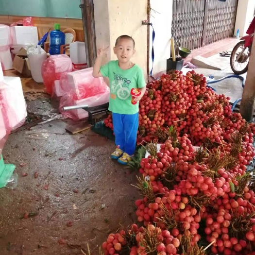 东兴市妃子笑荔枝 越南荔枝