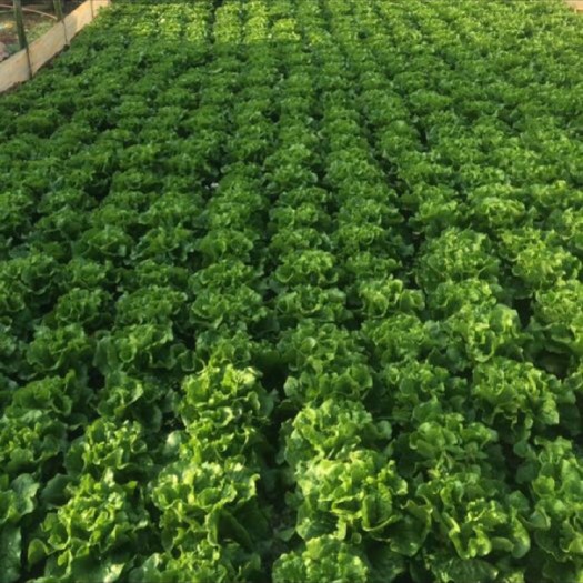 嵩明县苦菜  种植绿叶菜，地里直接打包，量大。