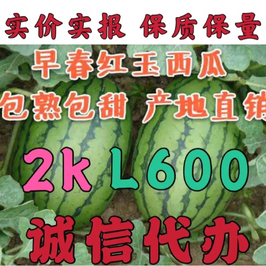 潍坊全美2k西瓜  精品全米2K西瓜小剥皮手白瓜糖度15个以上，大红瓤黑籽，保熟