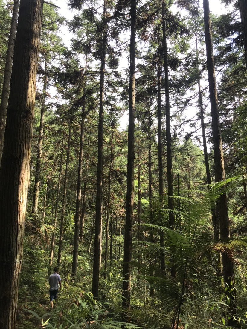 香杉低价出售 杉木原木1200亩香杉树林出售，可包山买山，