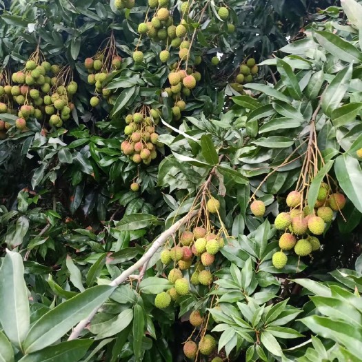 中山市 桂味荔枝