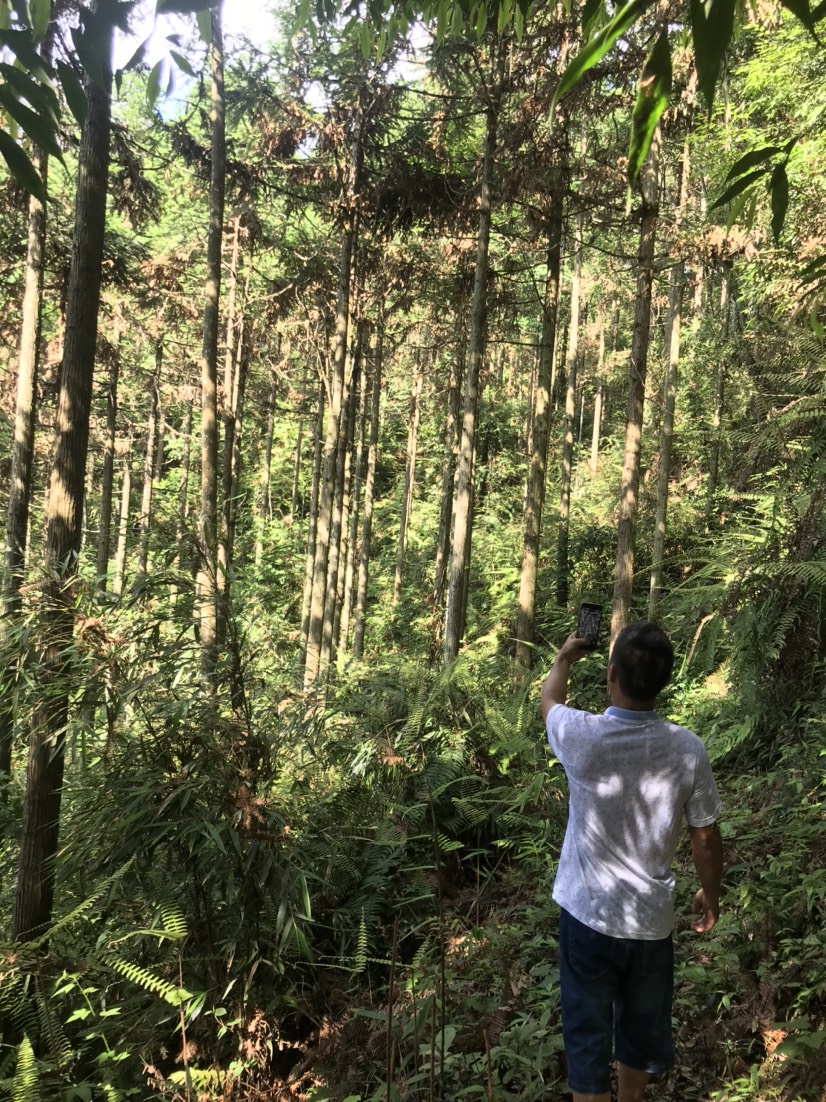 香杉低价出售 杉木原木1200亩香杉树林出售，可包山买山，