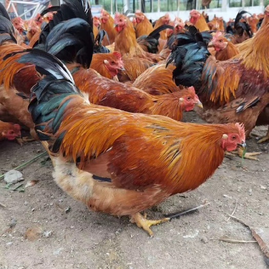 南宁阉鸡苗  脱温童鸡