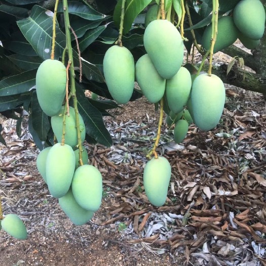 (台农芒 红苹芒)皮色干净 量大价优