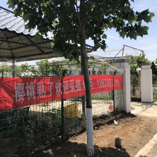 新郑市30多亩大樱桃果园出租