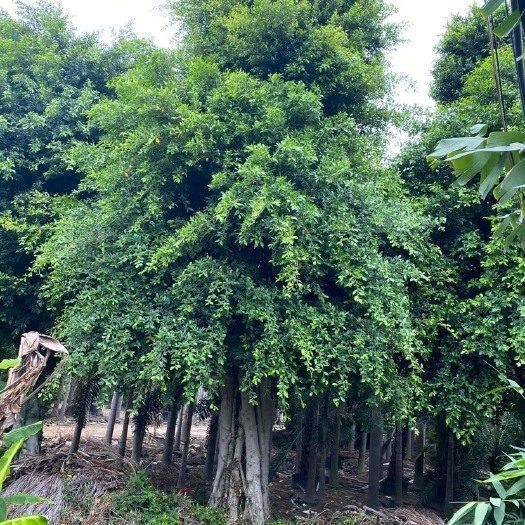 漳州小叶榕树 造型小叶榕 小叶榕批发 小叶榕米径60-1.2米