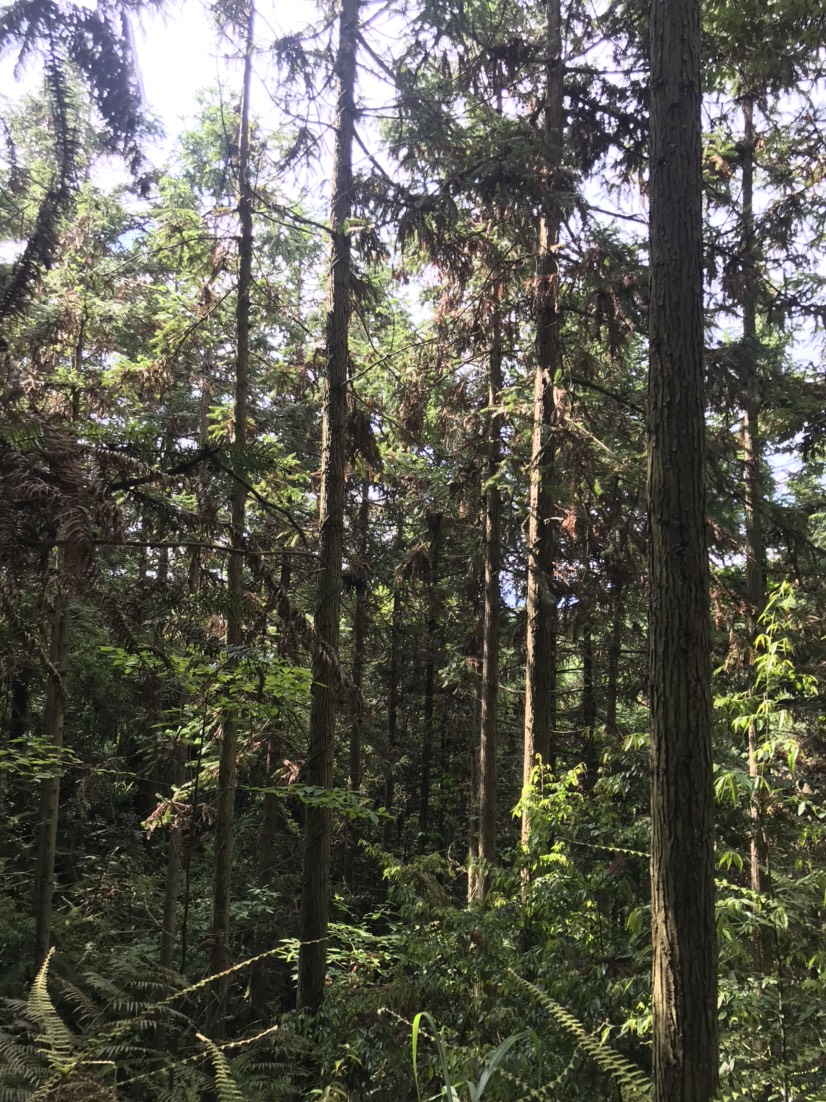 香杉低价出售 杉木原木1200亩香杉树林出售，可包山买山，