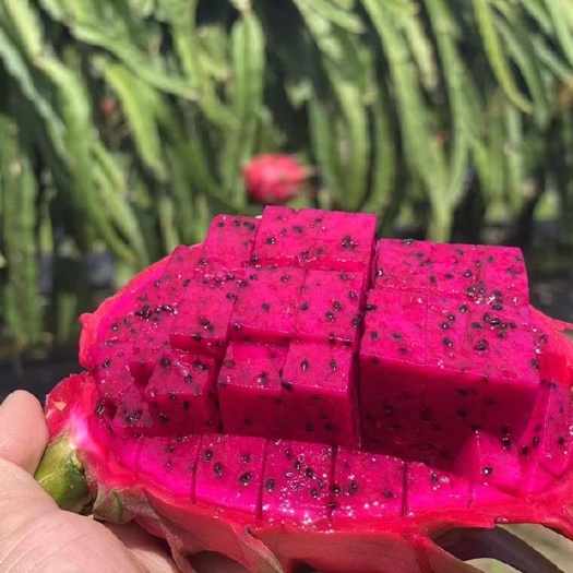 灵山县金都一号火龙果苗  红心火龙果苗木当年结果