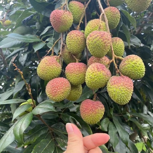 灵山县妃子笑荔枝  广西荔枝妃子笑白糖香桂味香荔无核荔枝批发一件代发团购